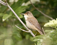 Reed Warbler