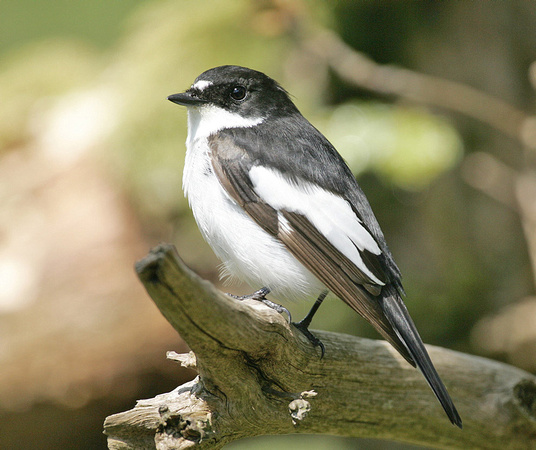 Pied Flycatcher