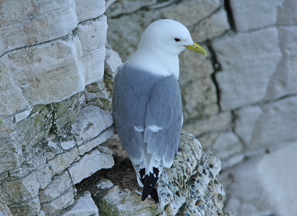 Kittiwake