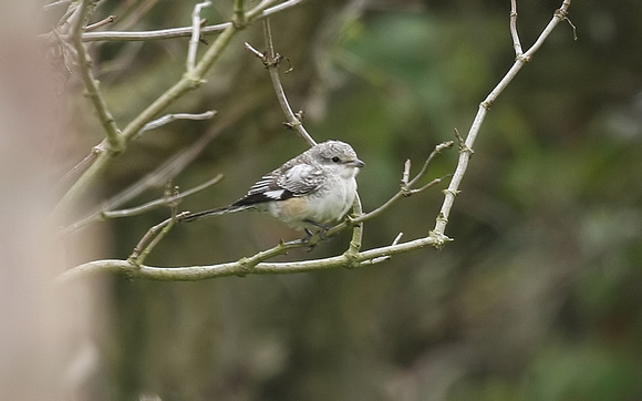 Masked Shrike