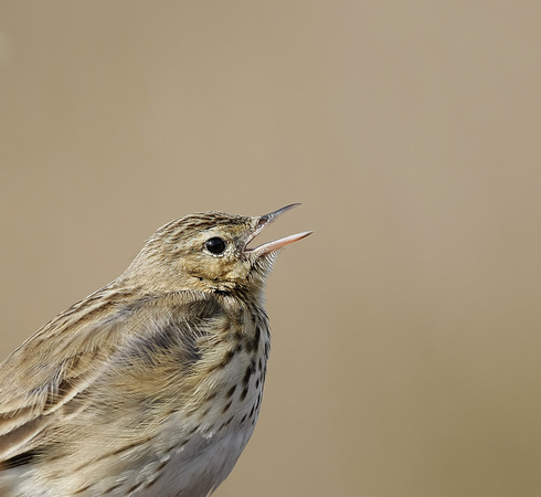 Tree Pipit