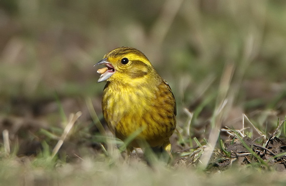 Yellowhammer