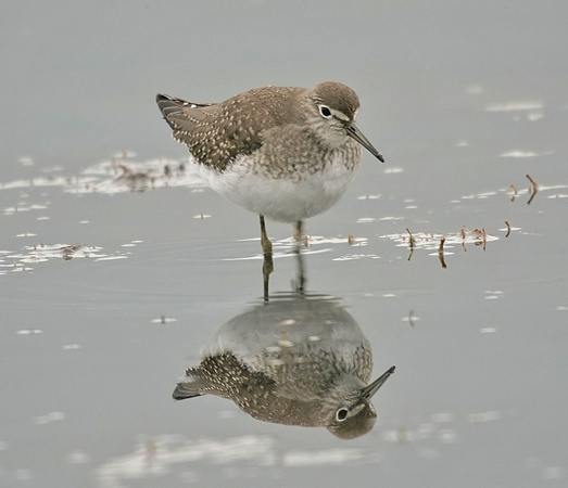 Solitary Sandpiper