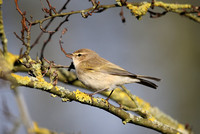 Siberian Chiffchaff