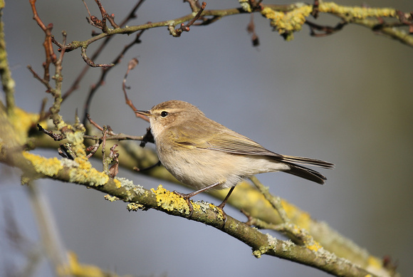 Siberian Chiffchaff