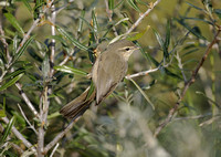 Dusky Warbler