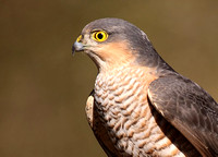 Sparrowhawk