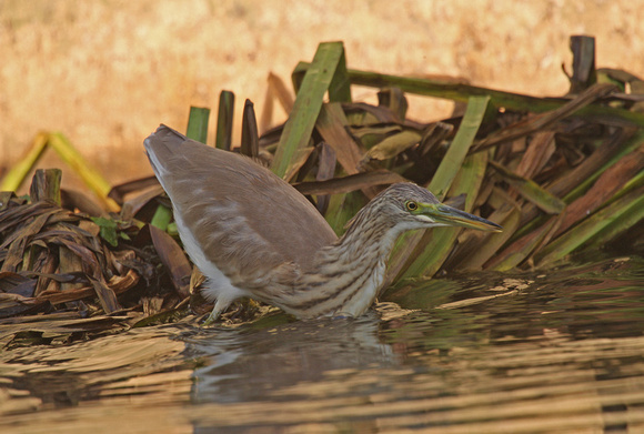 Squacco Heron 6/11/11