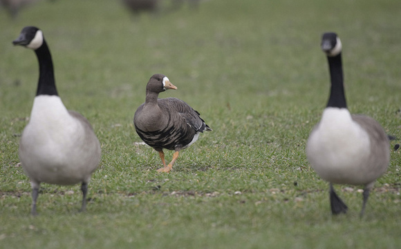 Greenland White-fronted Goose