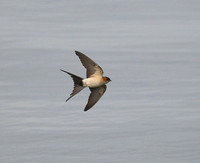 Red-rumped Swallow