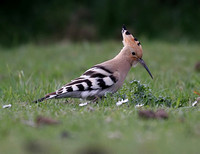 Hoopoe