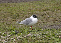 Bonaparte's Gull