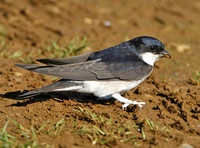 House Martin
