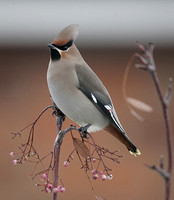 Waxwing