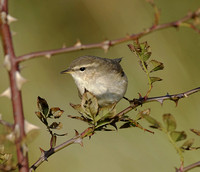 Dusky Warbler