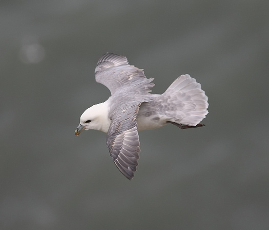 Fulmar