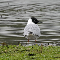 Bonaparte's Gull