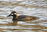 Velvet Scoter