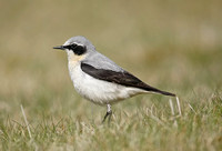 Northern & Desert Wheatear