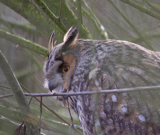 Long-eared Owl