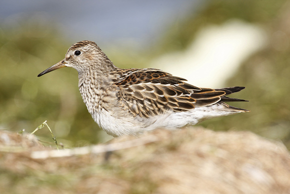 Pectoral Sandpiper