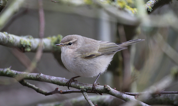 Siberian Chiffchaff