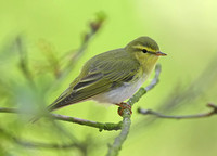 Wood Warbler 2012 & 2013