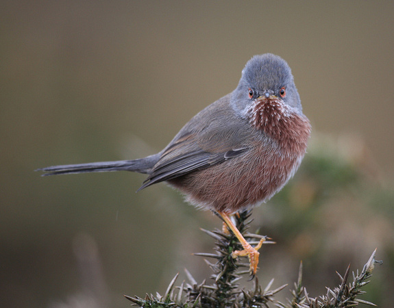 Dartford Warbler