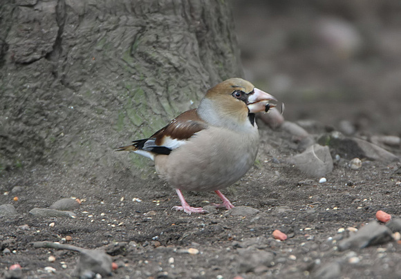 Hawfinch