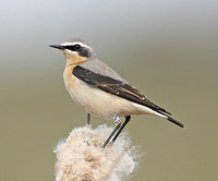 Northern Wheatear