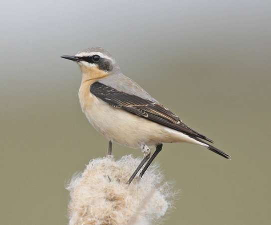 Northern Wheatear