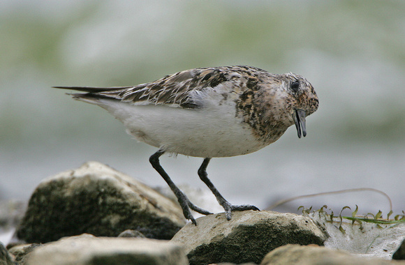Sanderling