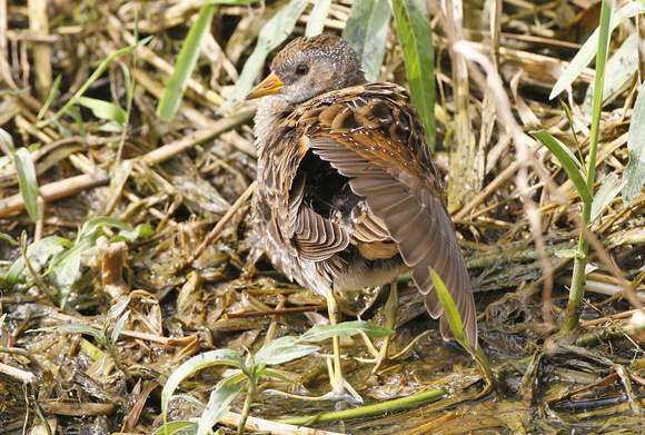 Spotted Crake
