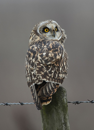 Short-eared Owl