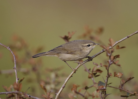 Dusky Warbler