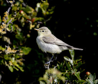 Icterine Warbler