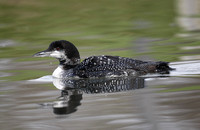 Great Northern Diver