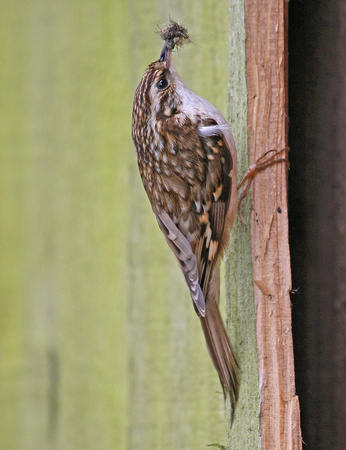 Treecreeper