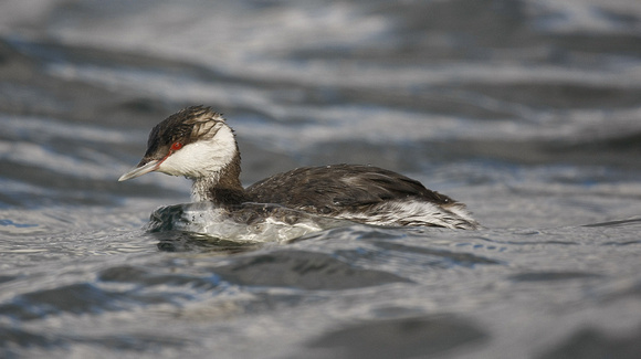 Slavonian Grebe