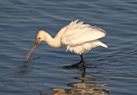 Spoonbill (Draycote Water,Warks)