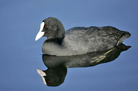 Coot & Moorhen