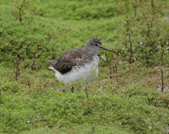 Green Sandpiper
