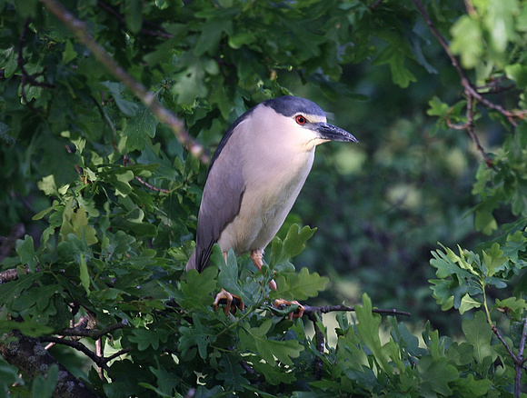 Night Heron