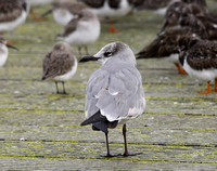 Laughing Gull