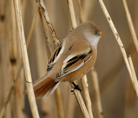 Bearded Tit