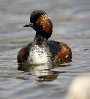 Black-necked Grebe