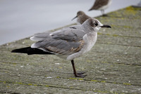 Laughing Gull