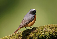 Common Redstart