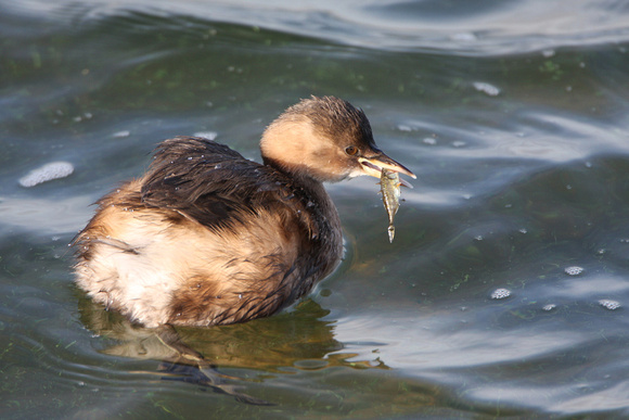 Little Grebe