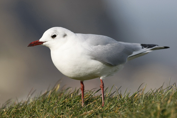 Black Headed Gull
